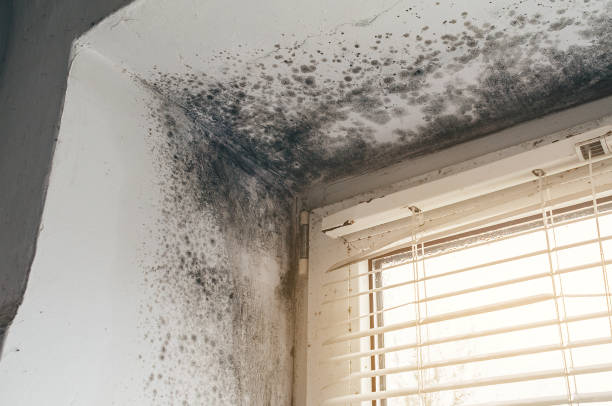 Affordable Basement Mold Removal solutions in Bartlett, TX