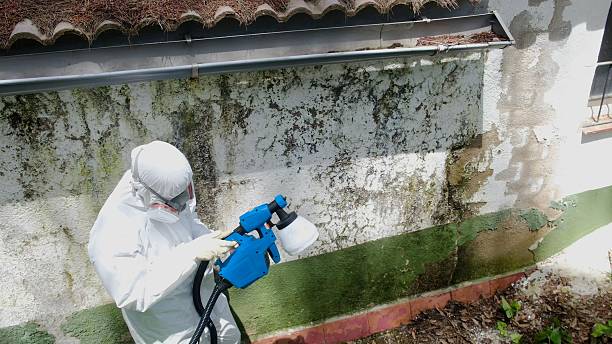 Top rated local Basement Mold Removal specialists in Bartlett, TX